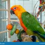 Jenday Conure