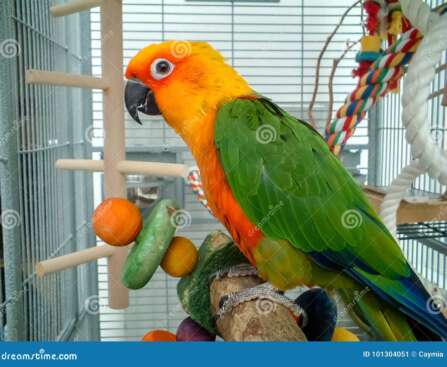 Jenday Conure